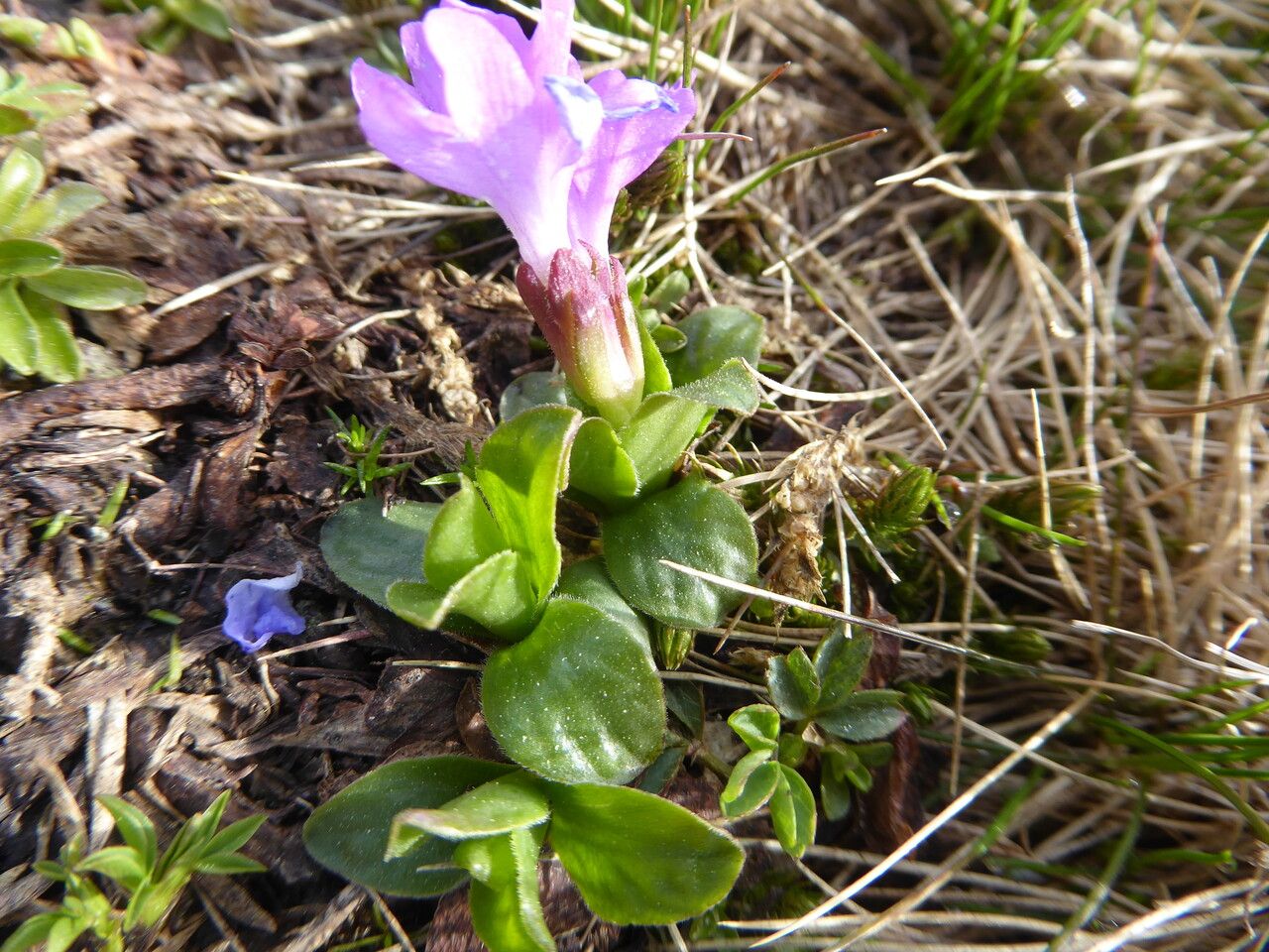 Primula integrifolia leaf