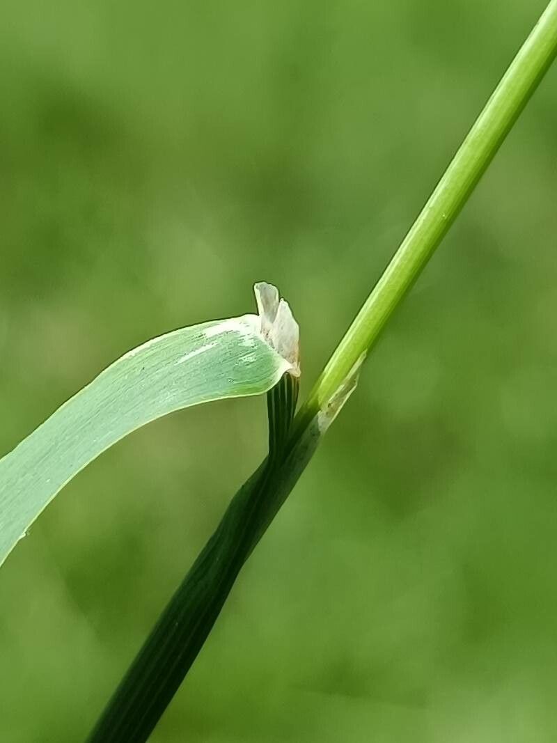 Phleum pratense leaf