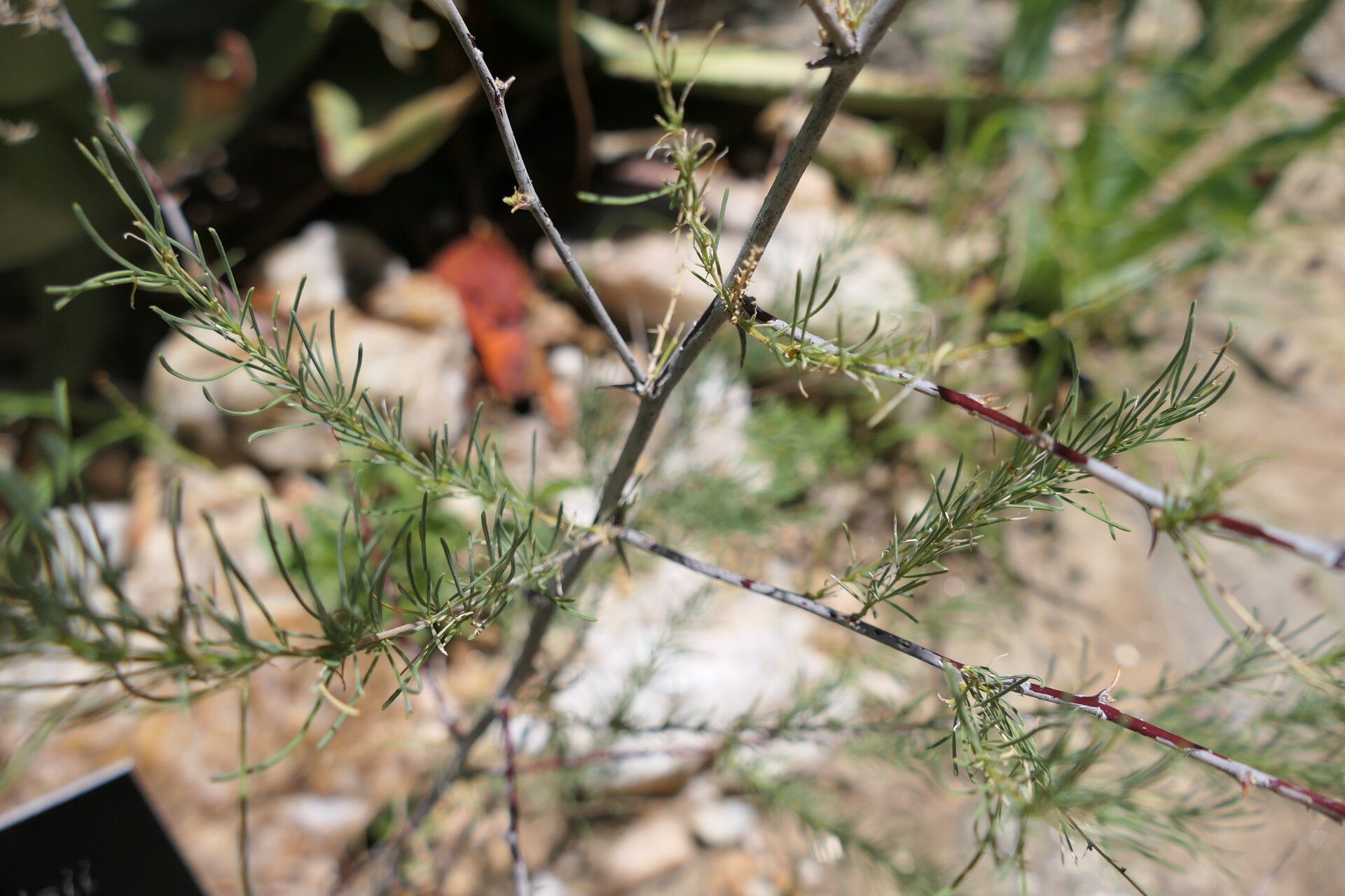 Asparagus nelsii bark