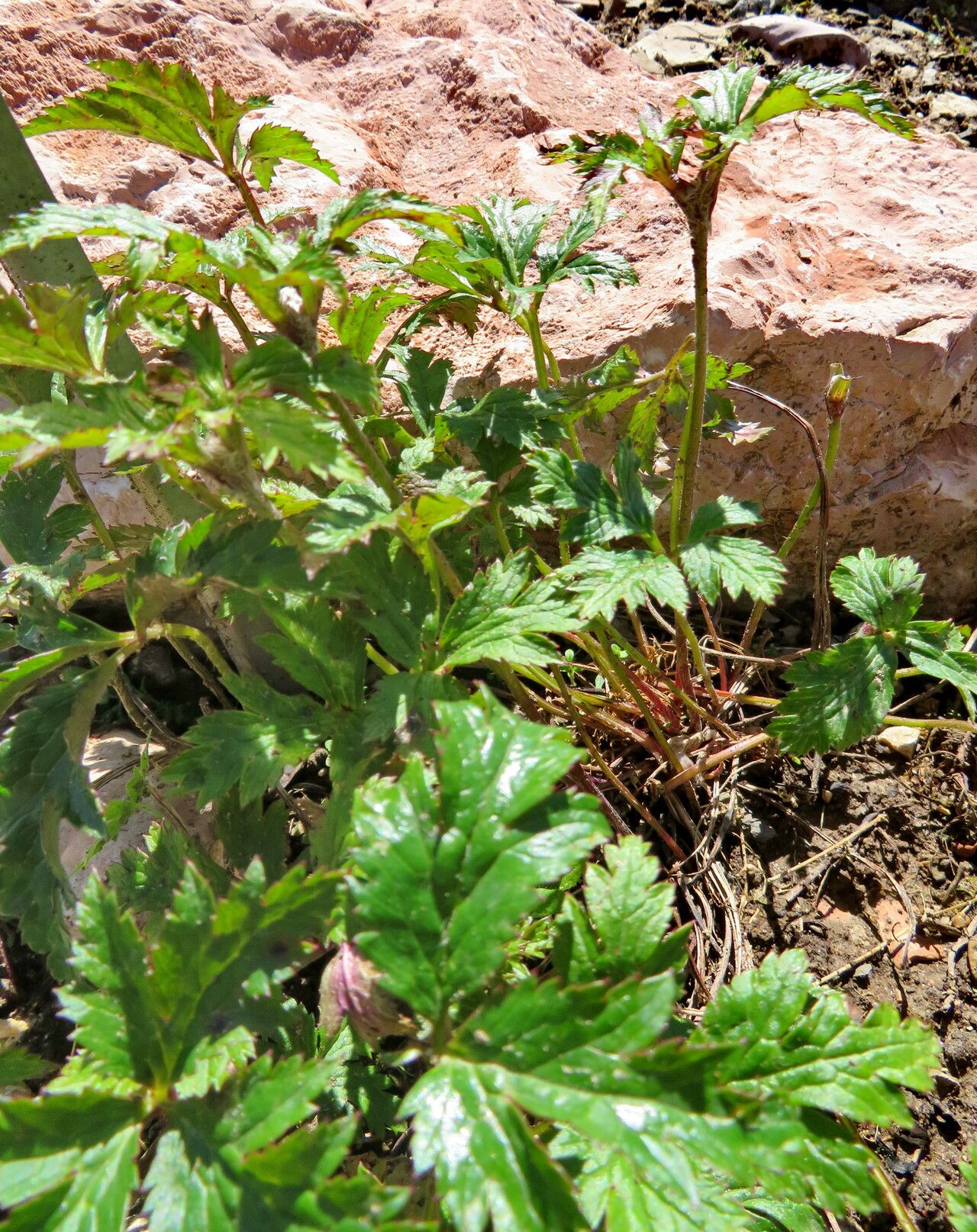 Eriocapitella rupicola — related species from the same genus