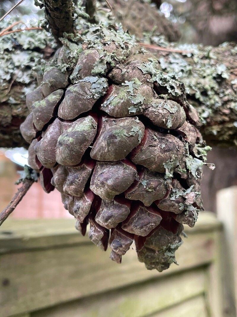 Pinus leucodermis fruit