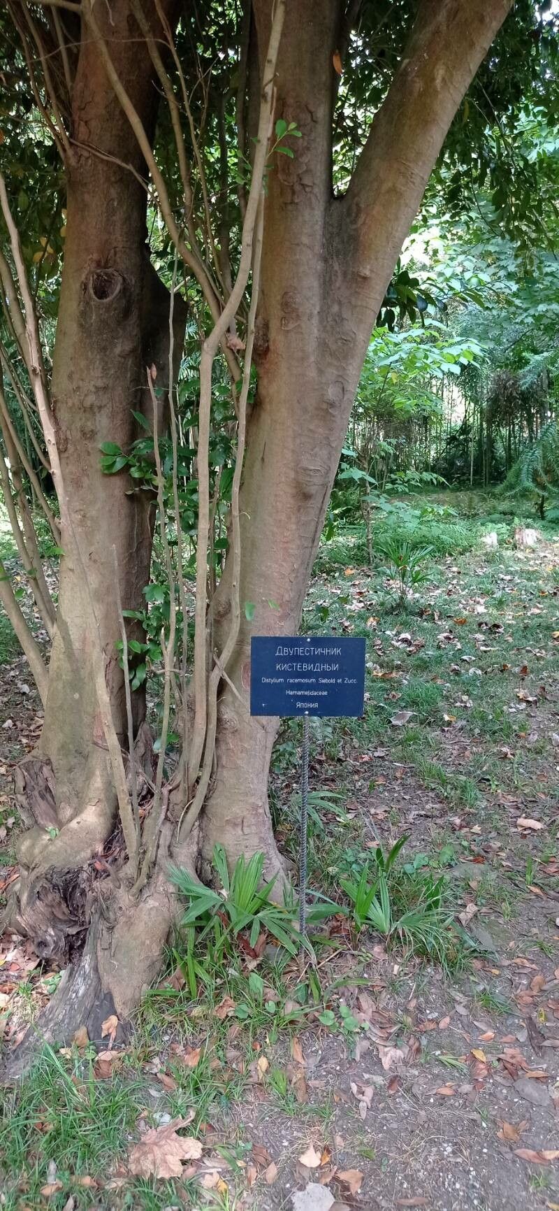 Distylium racemosum bark