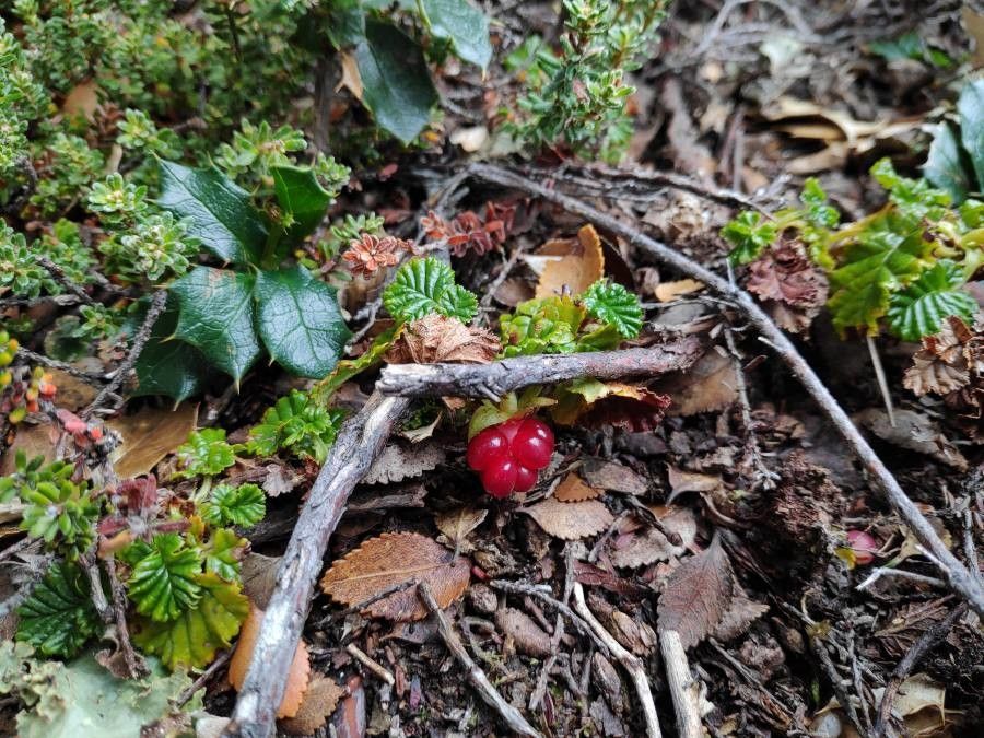 Rubus geoides fruit