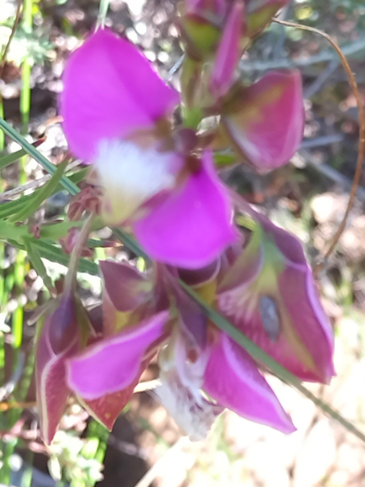 Polygala bracteolata flower