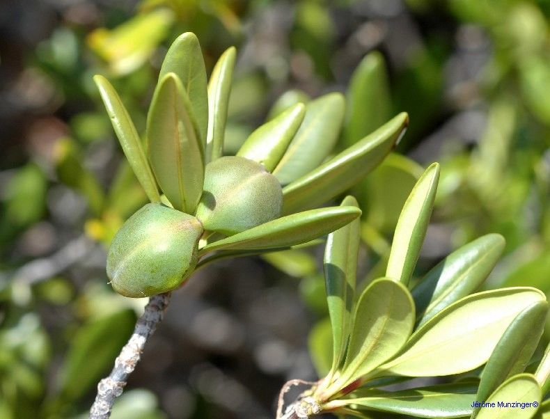 Ochrosia mulsantii — houseplant care guide