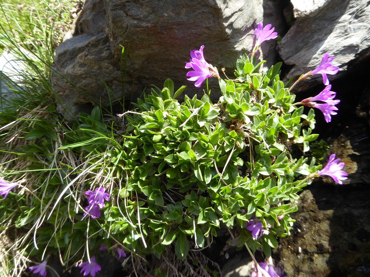 Primula integrifolia bark