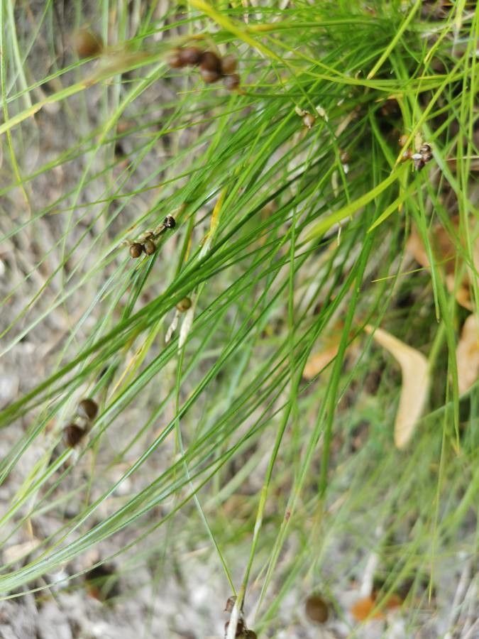 Festuca flavescens fruit