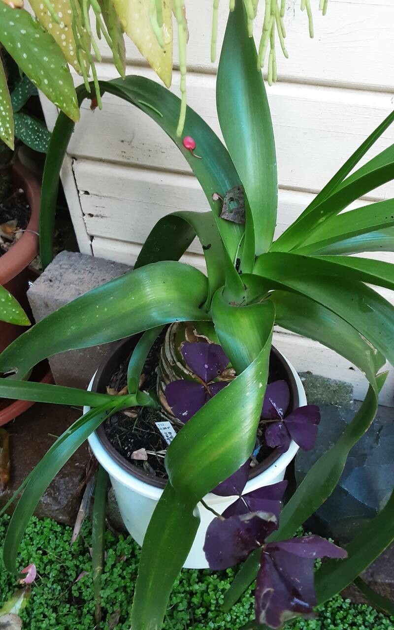 Albuca nelsonii bark