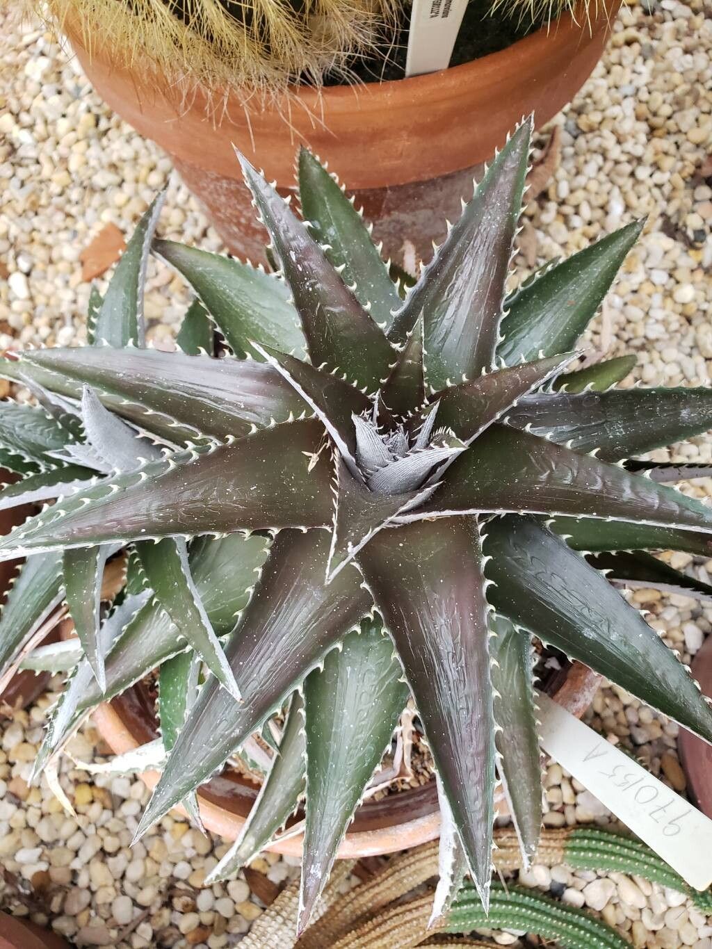 Dyckia platyphylla — houseplant care guide