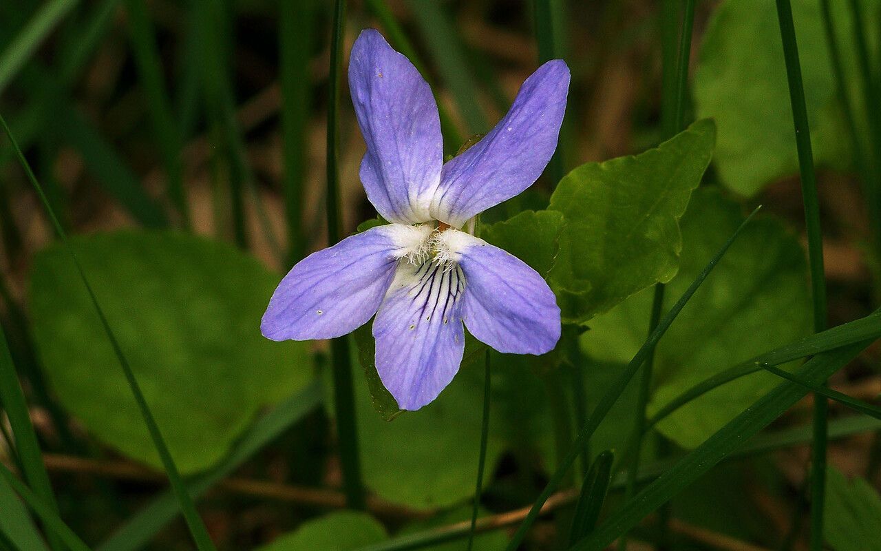 Viola lactea flower