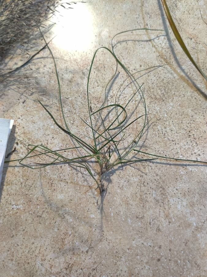 Paspalum vaginatum leaf