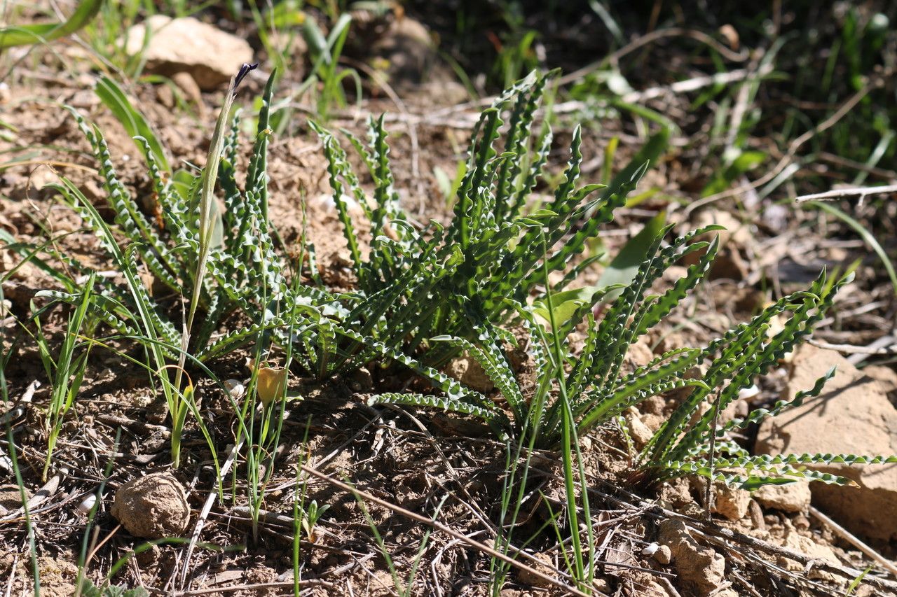 Drimia undulata habit