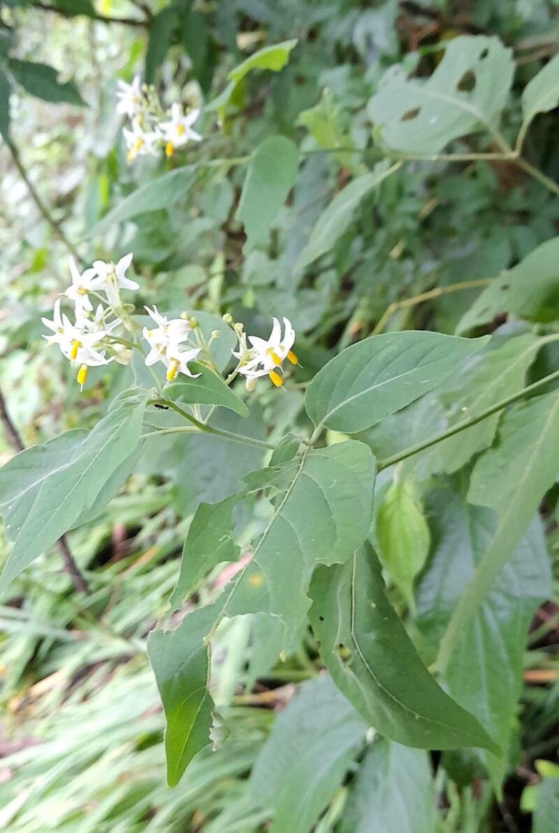 Solanum aloysiifolium habit