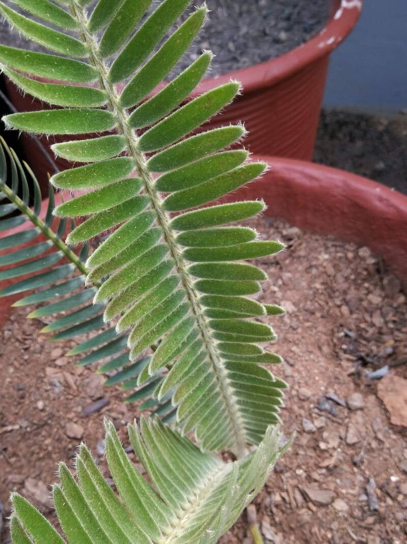 Encephalartos brevifoliolatus — related species from the same genus