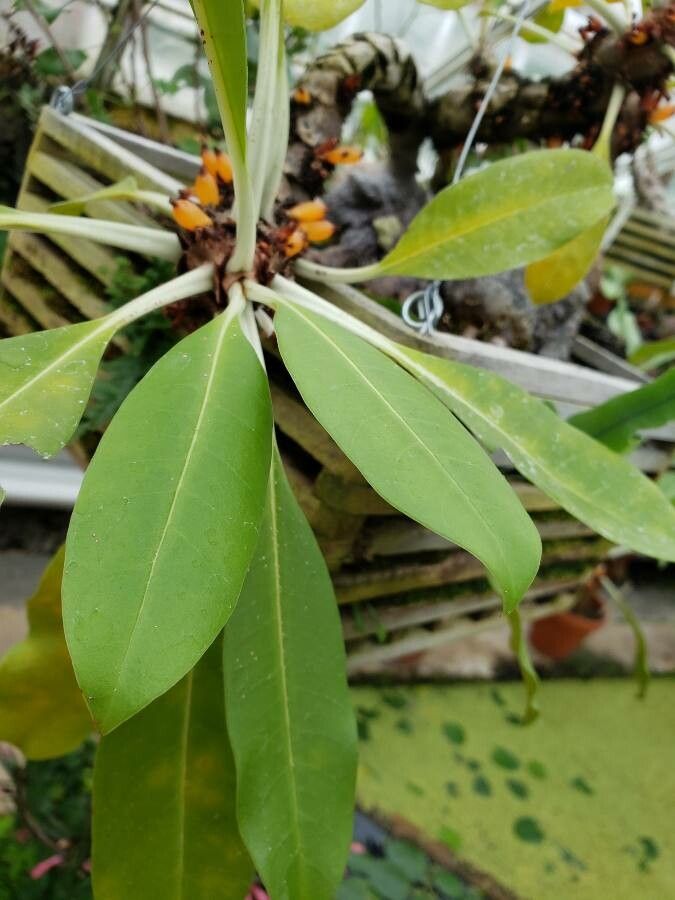 Myrmecodia platyrea — related species from the same genus