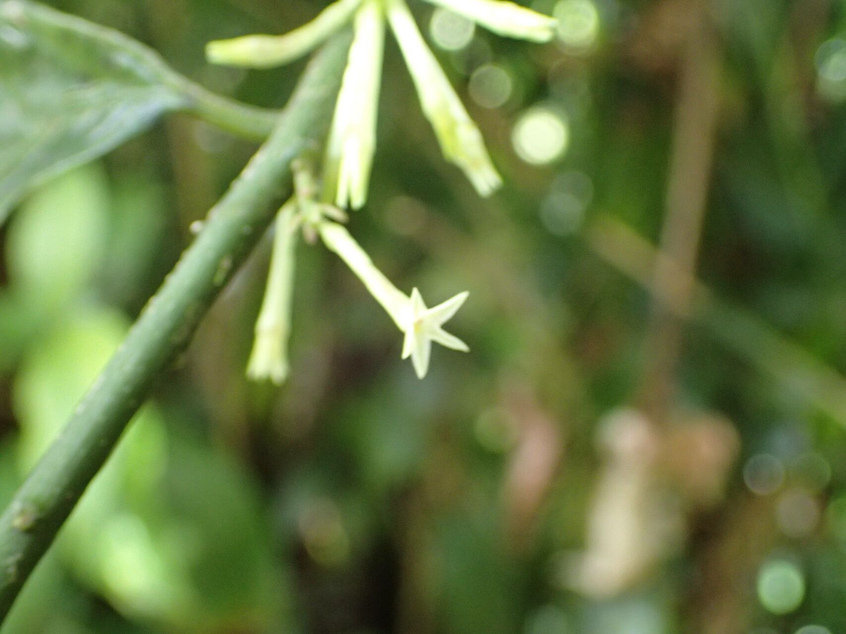 Cestrum megalophyllum flower