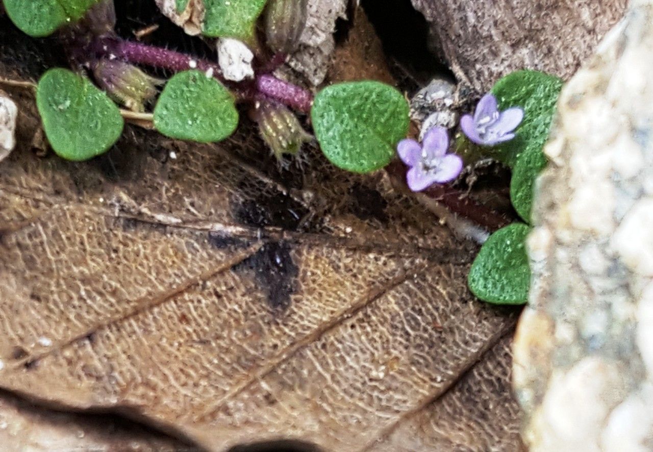 Mentha requienii flower