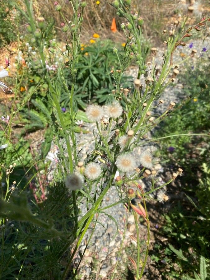 Conyza bonariensis flower