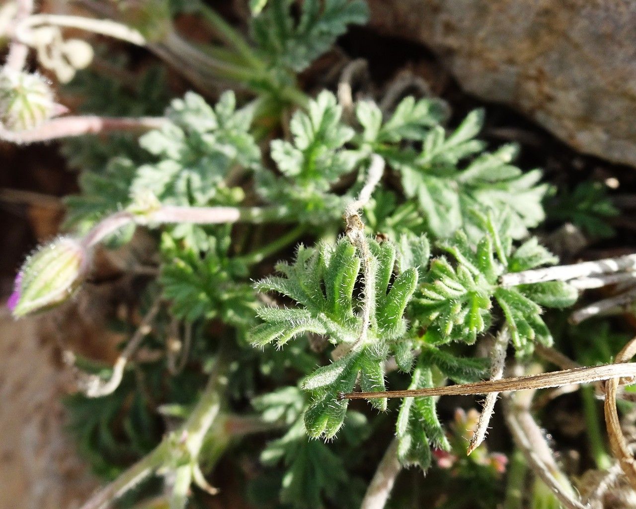 Erodium foetidum leaf
