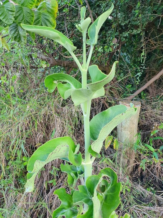 Kalanchoe prittwitzii — search result for 'Kalanchoe'