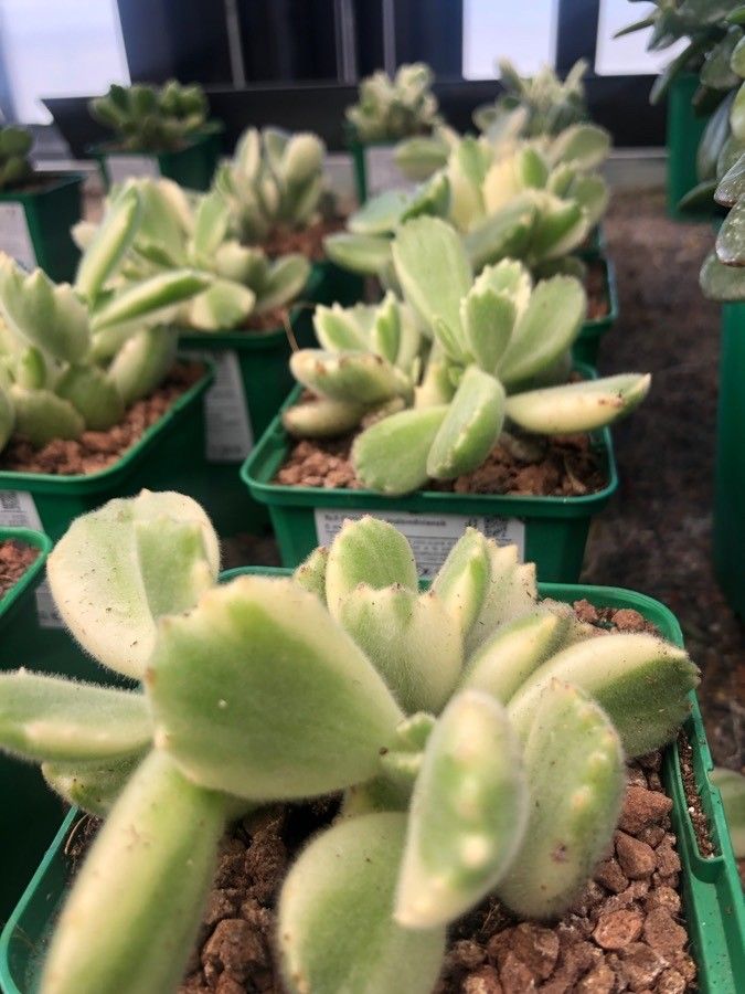 Cotyledon tomentosa