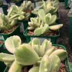 Cotyledon tomentosa