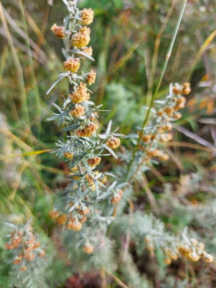 Artemisia pontica fruit