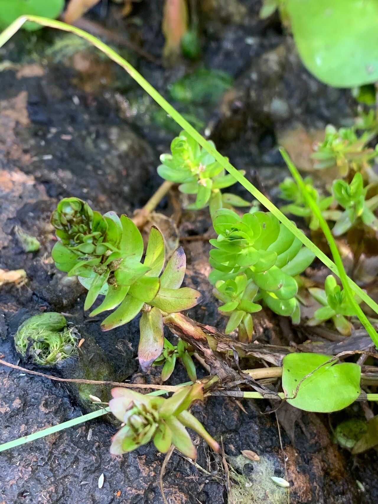 Rotala tenella leaf