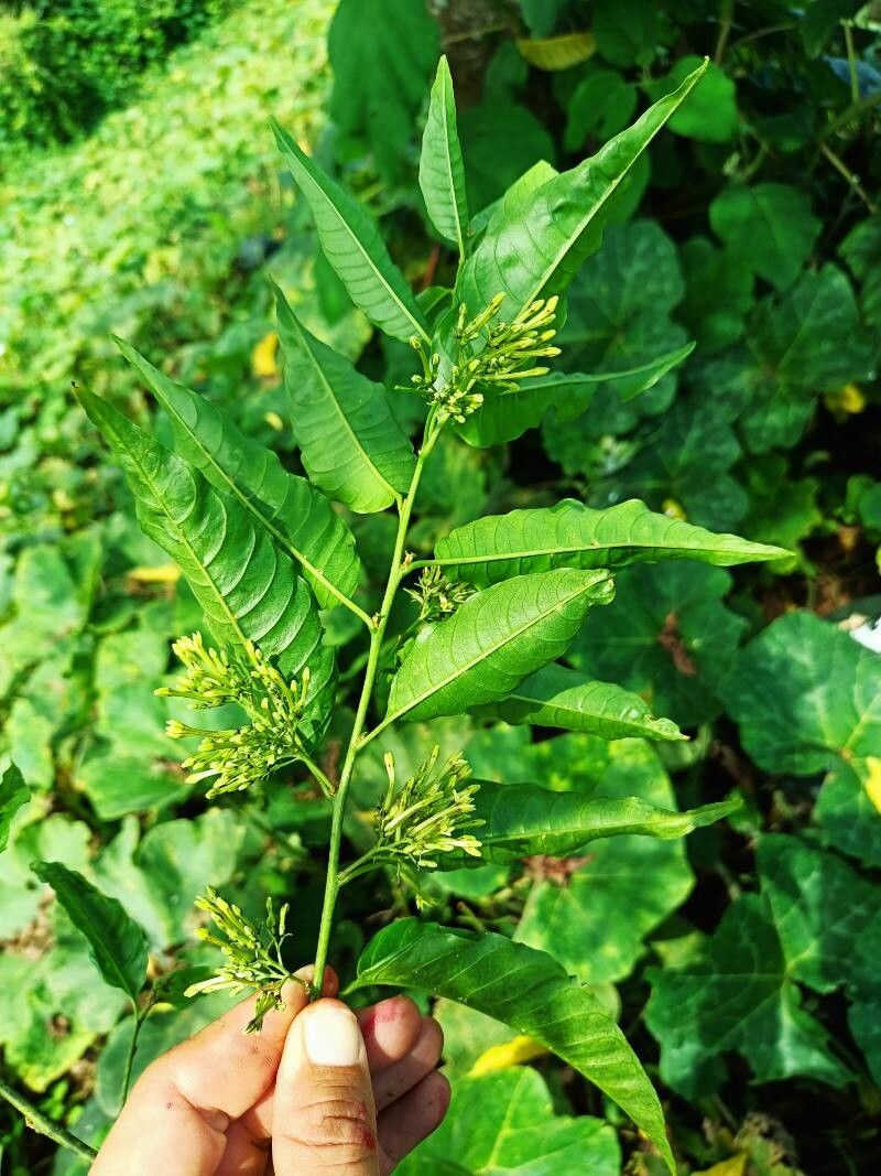 Cestrum ochraceum flower