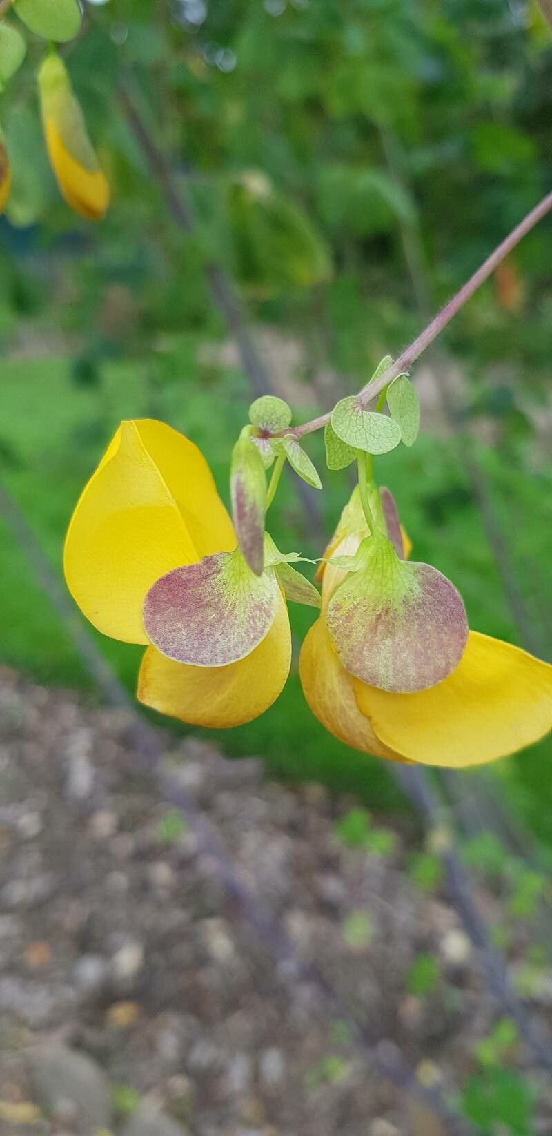 Amicia zygomeris flower