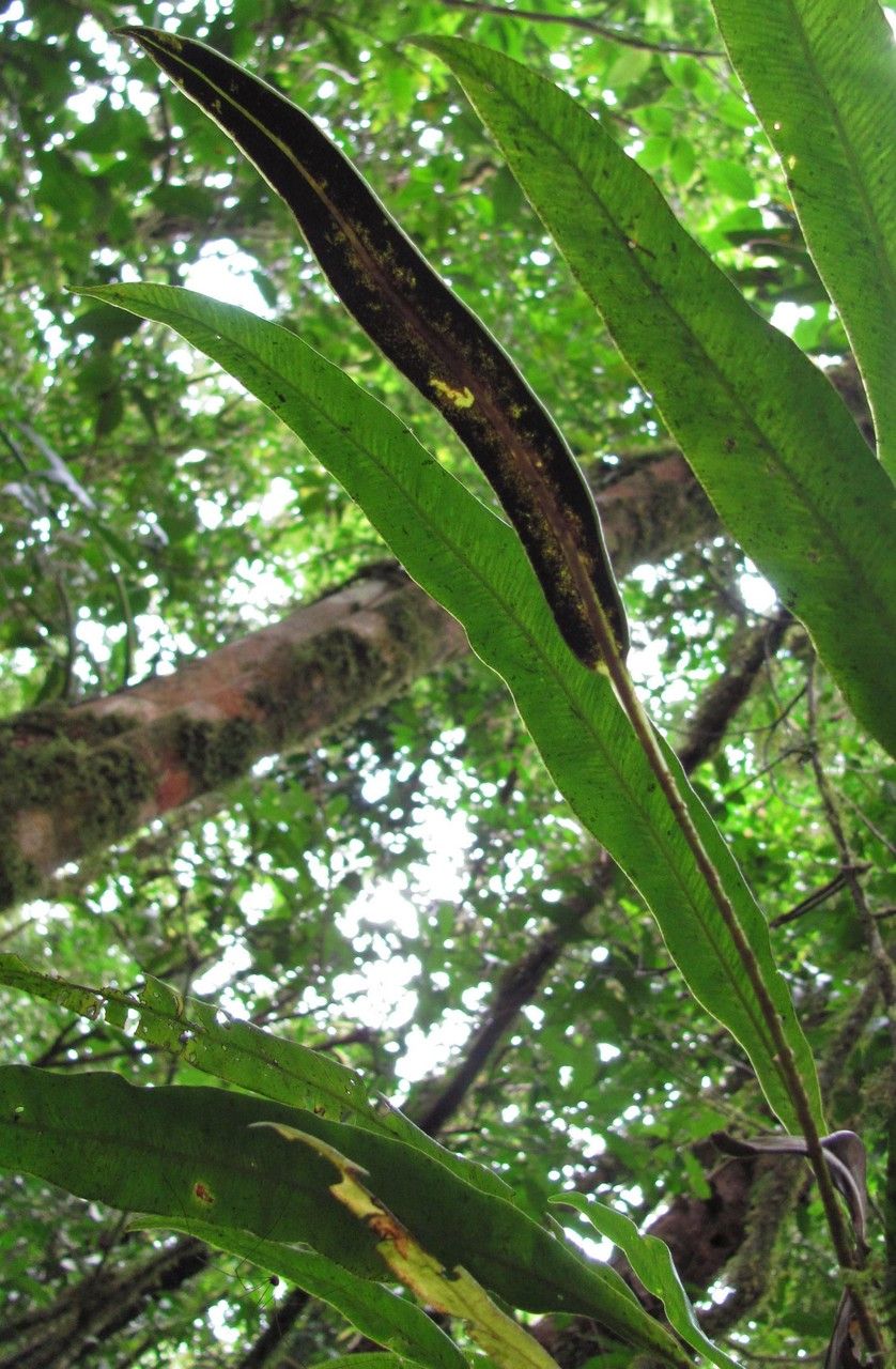 Elaphoglossum tonduzii bark