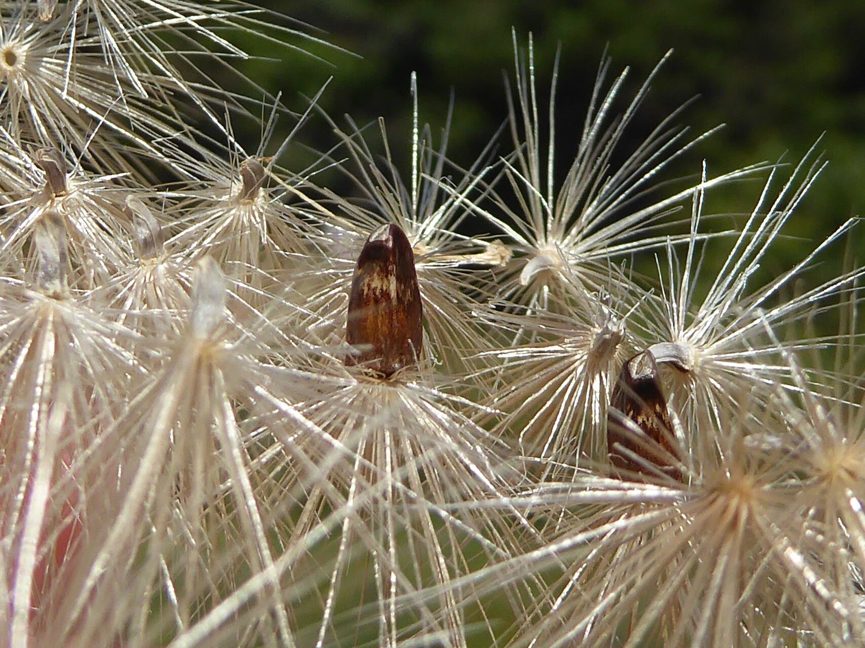 Carthamus carduncellus fruit