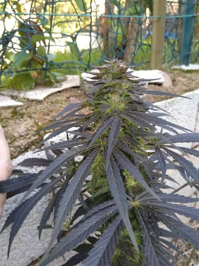 Cannabis indica habit