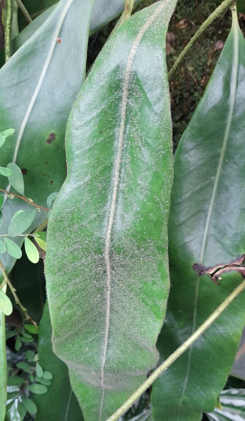 Pyrrosia angustata — related species from the same genus