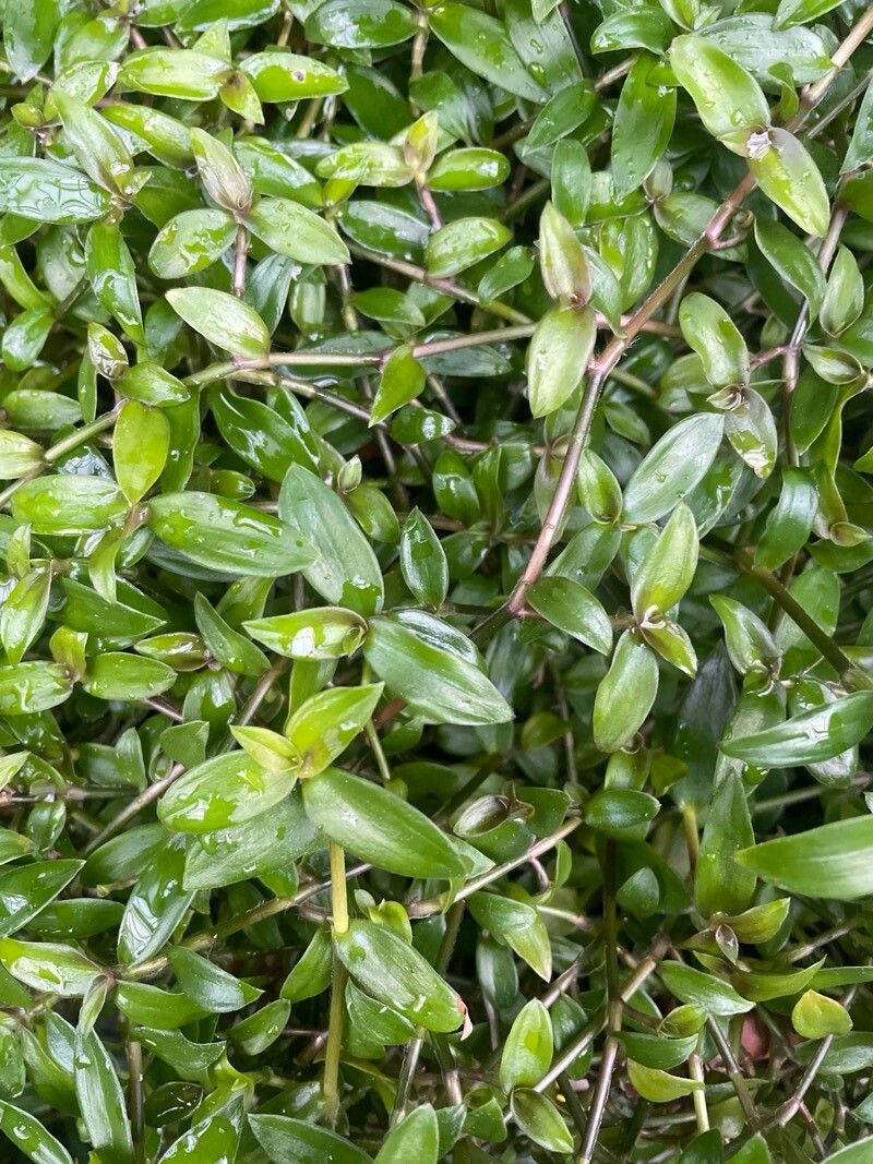 Cyanotis obtusa — houseplant care guide