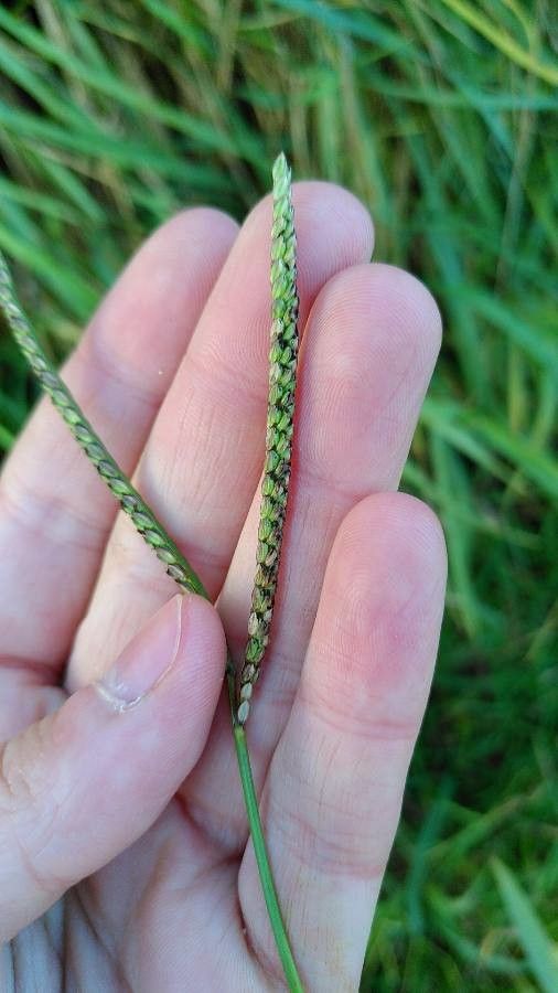 Paspalum distichum fruit