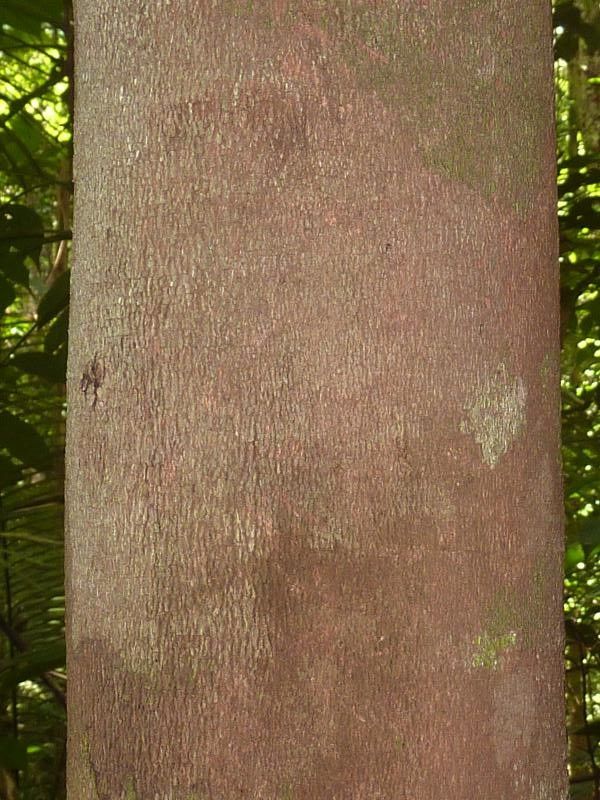 Licania divaricata bark