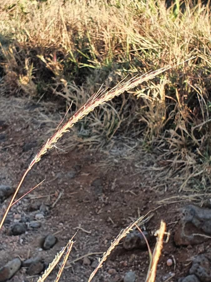 Sehima nervosum flower