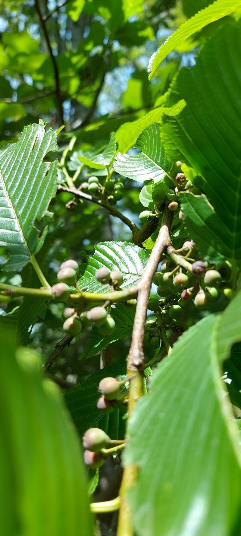 Rhamnus fallax fruit