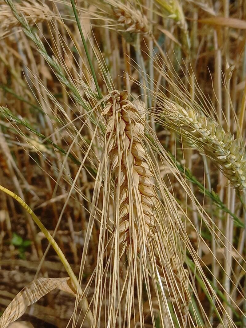 Hordeum vulgare fruit