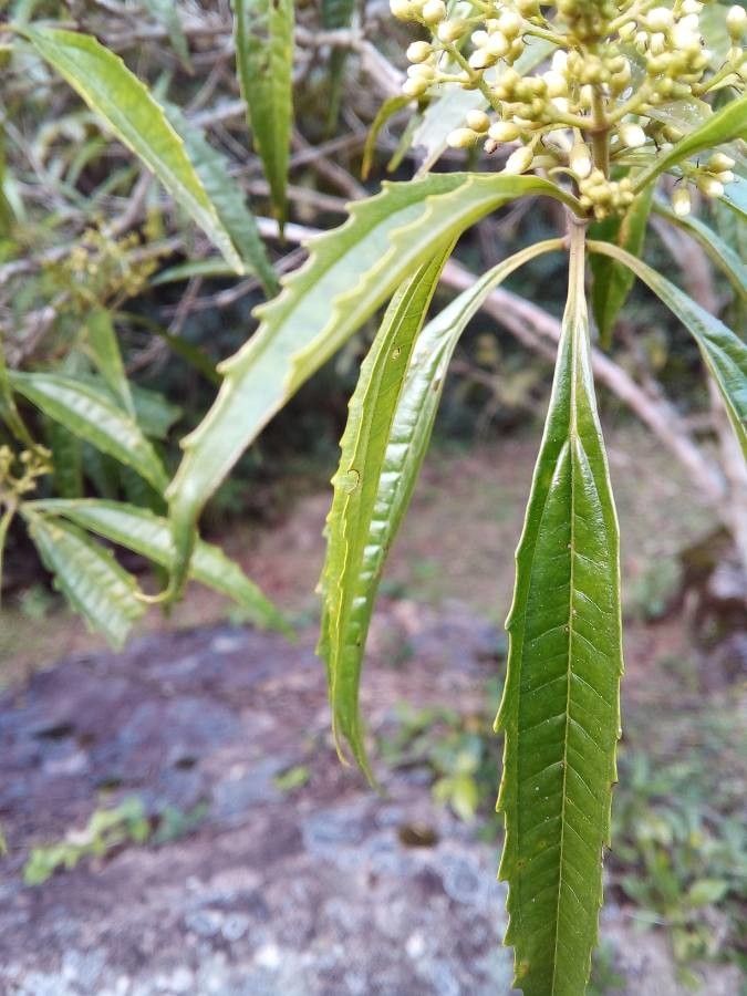 Miconia sellowiana — search result for 'Miconia'