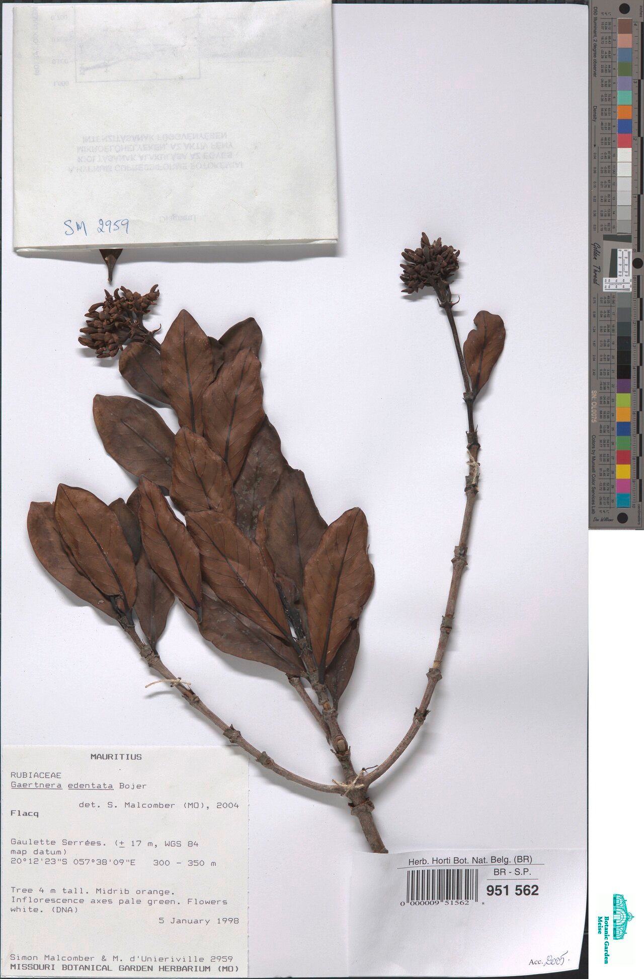 Gaertnera edentata — houseplant care guide