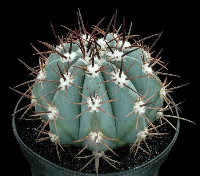 Melocactus pachyacanthus — houseplant care guide