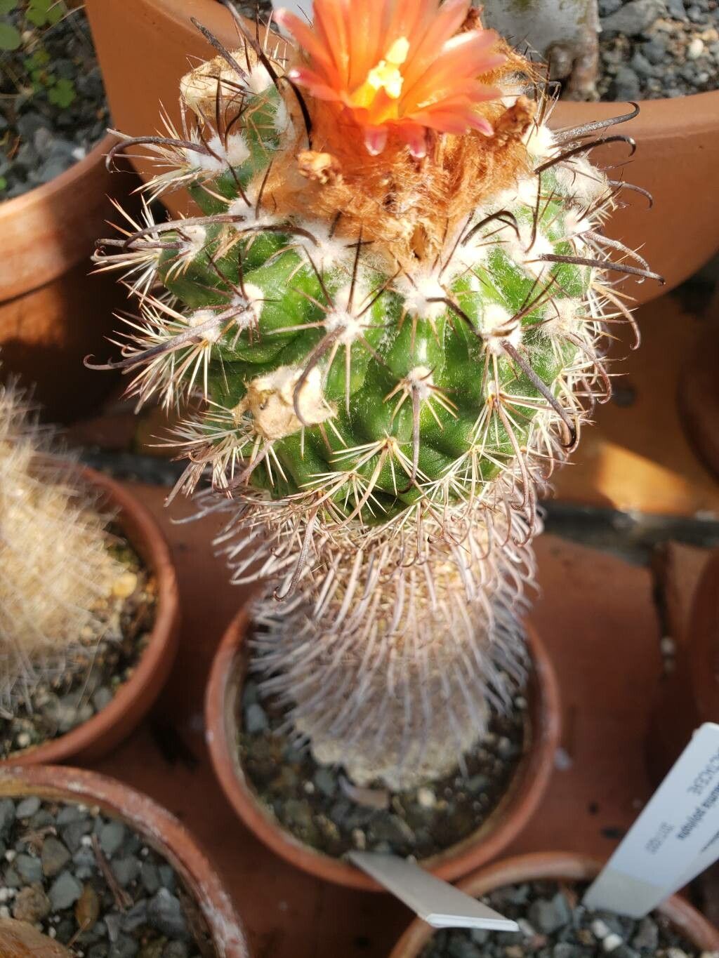 Parodia subterranea — houseplant care guide