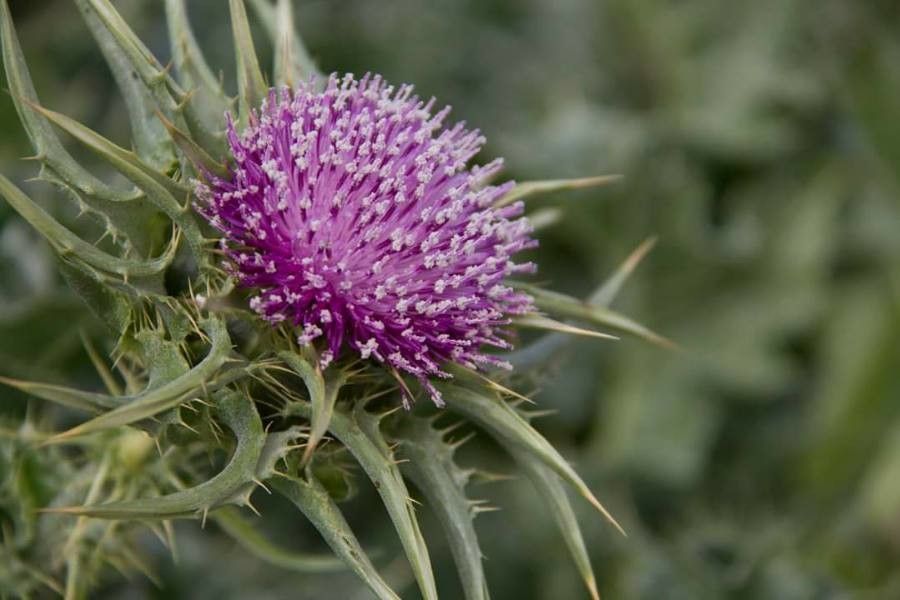 Notobasis syriaca flower