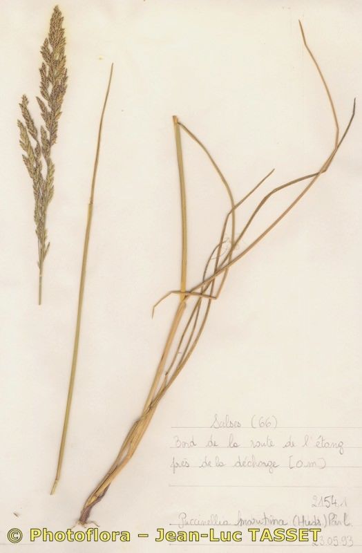 Puccinellia festuciformis habit