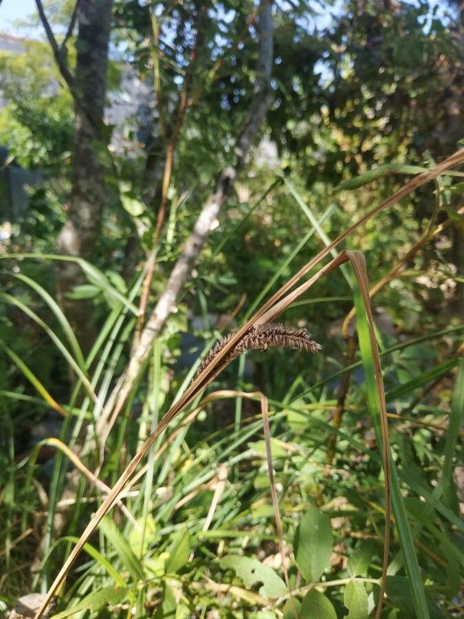 Carex barbarae — clay tolerant houseplant