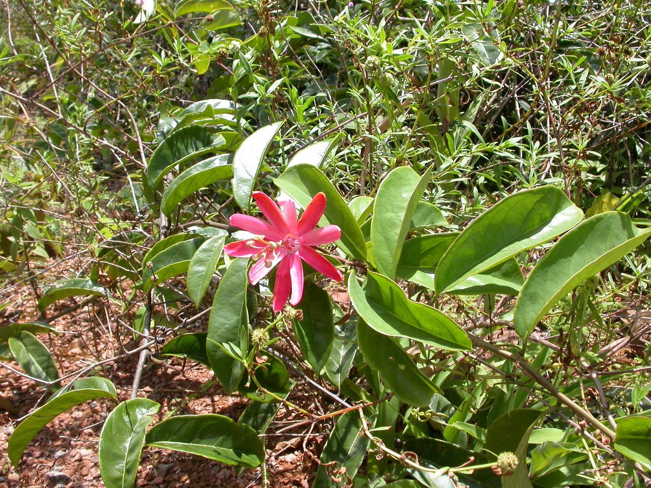 Passiflora glandulosa habit