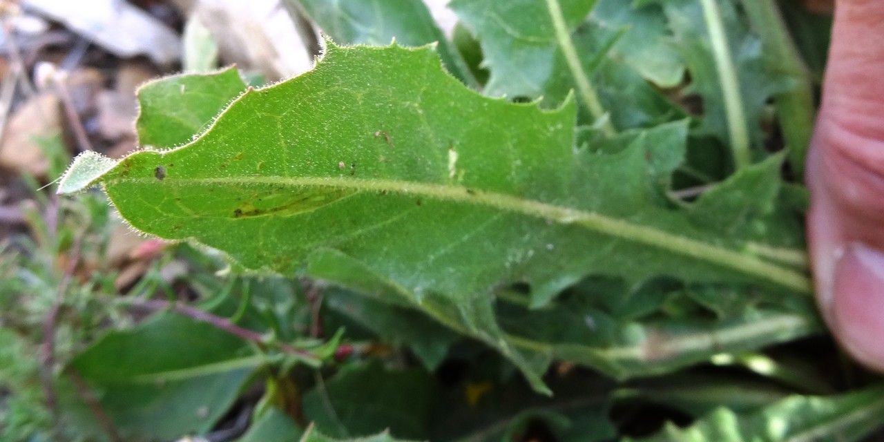 Hieracium pallidum — houseplant care guide