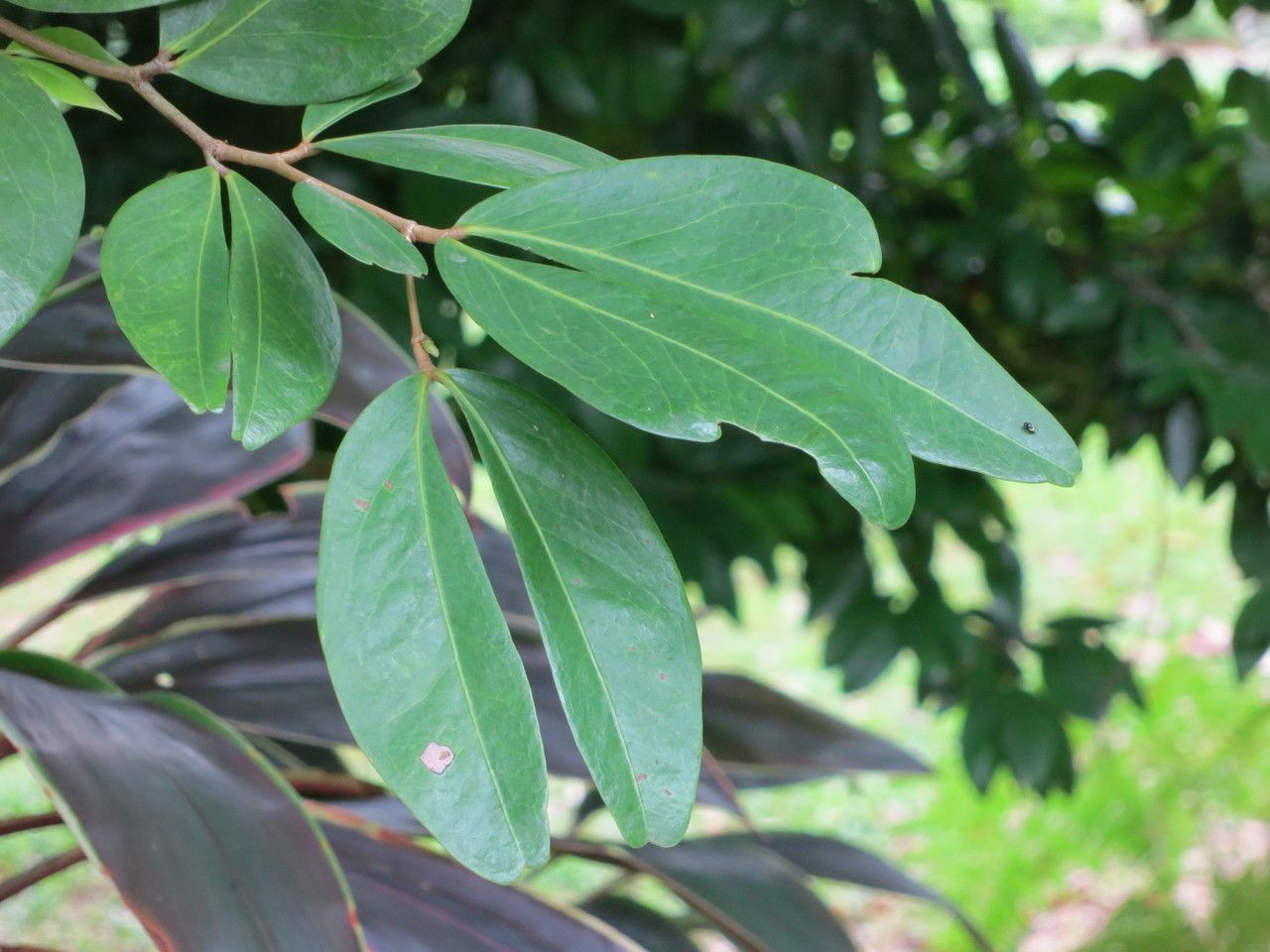 Cynometra cauliflora — houseplant care guide